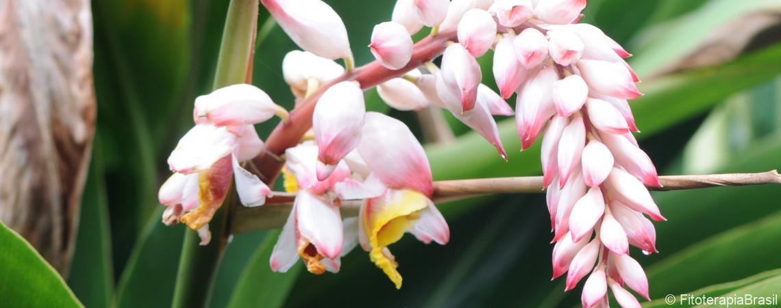 Gengibre-concha variegado