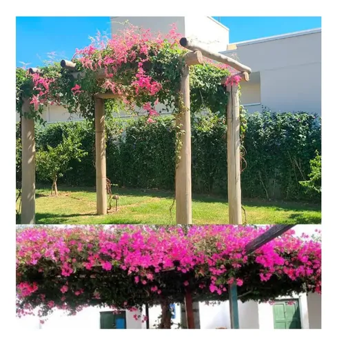 amor agarradinho rosa