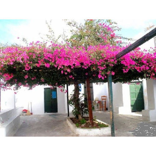 amor agarradinho rosa