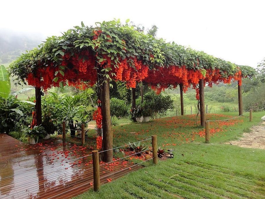 cultivo amor agarradinho pergolado