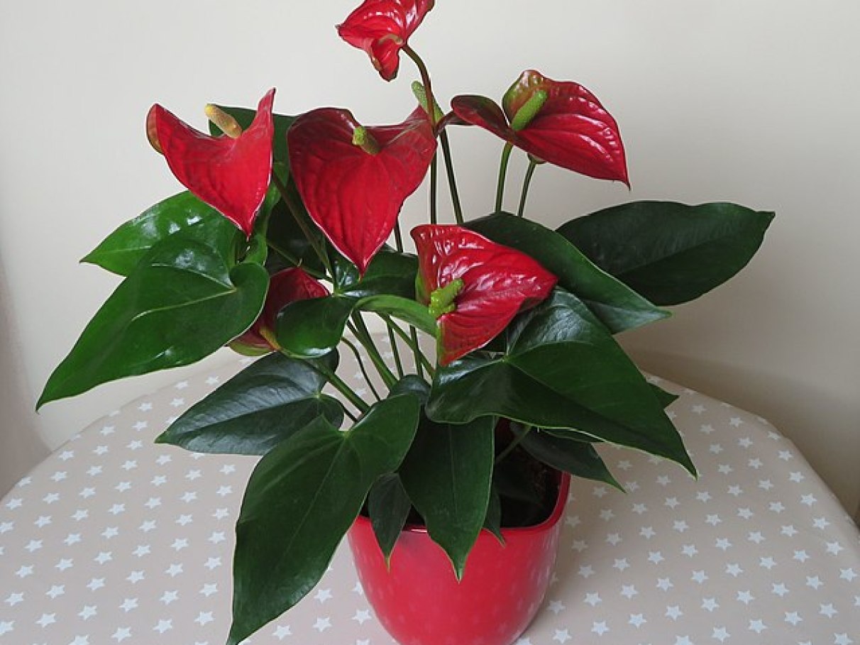 5 dicas para fazer seu antúrio florescer mais