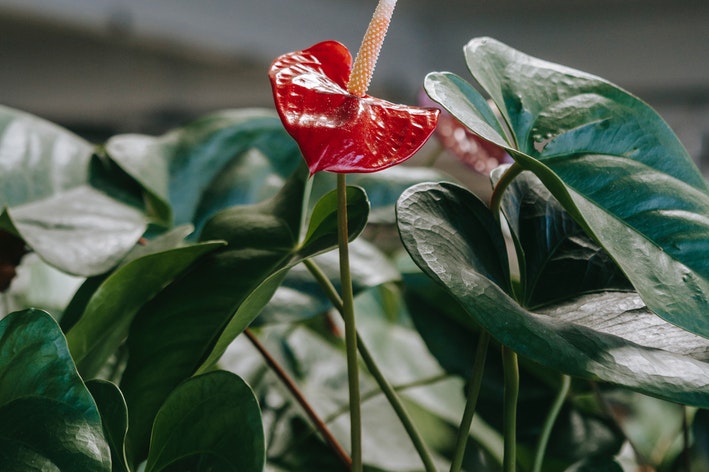 Os 5 erros mais comuns ao cuidar de antúrios