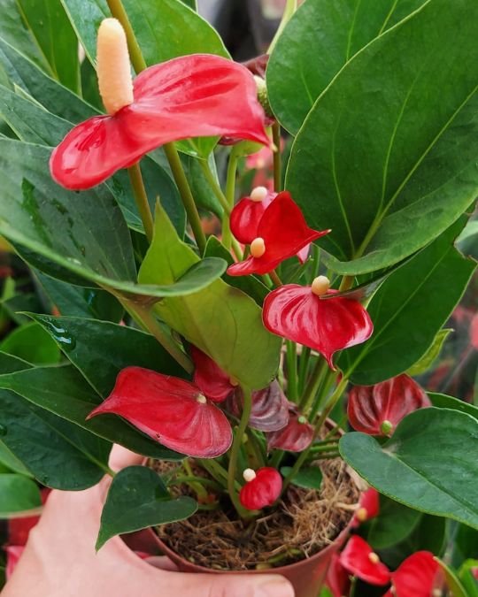 antúrio como cuidar