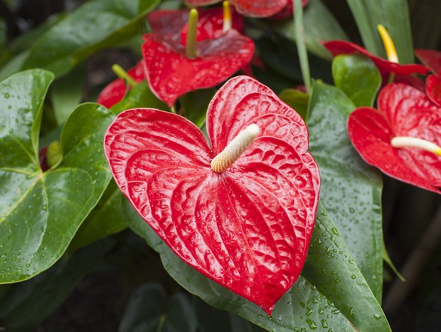 5 dicas para fazer seu antúrio florescer mais