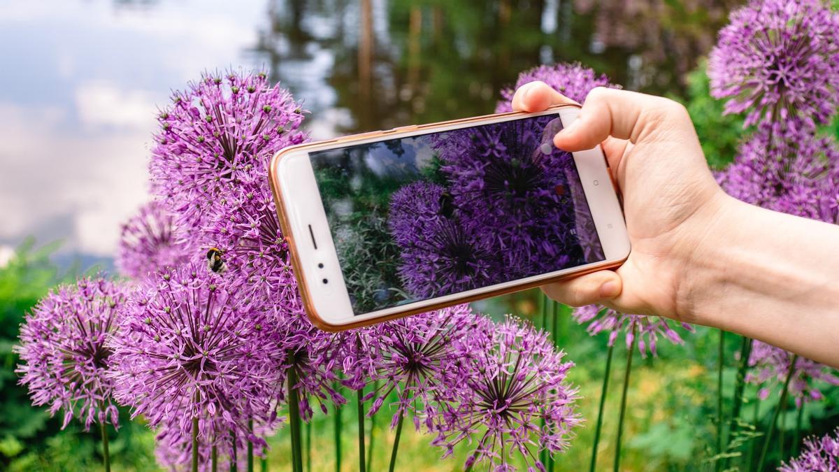 5 Apps para Identificar Plantas Silvestres