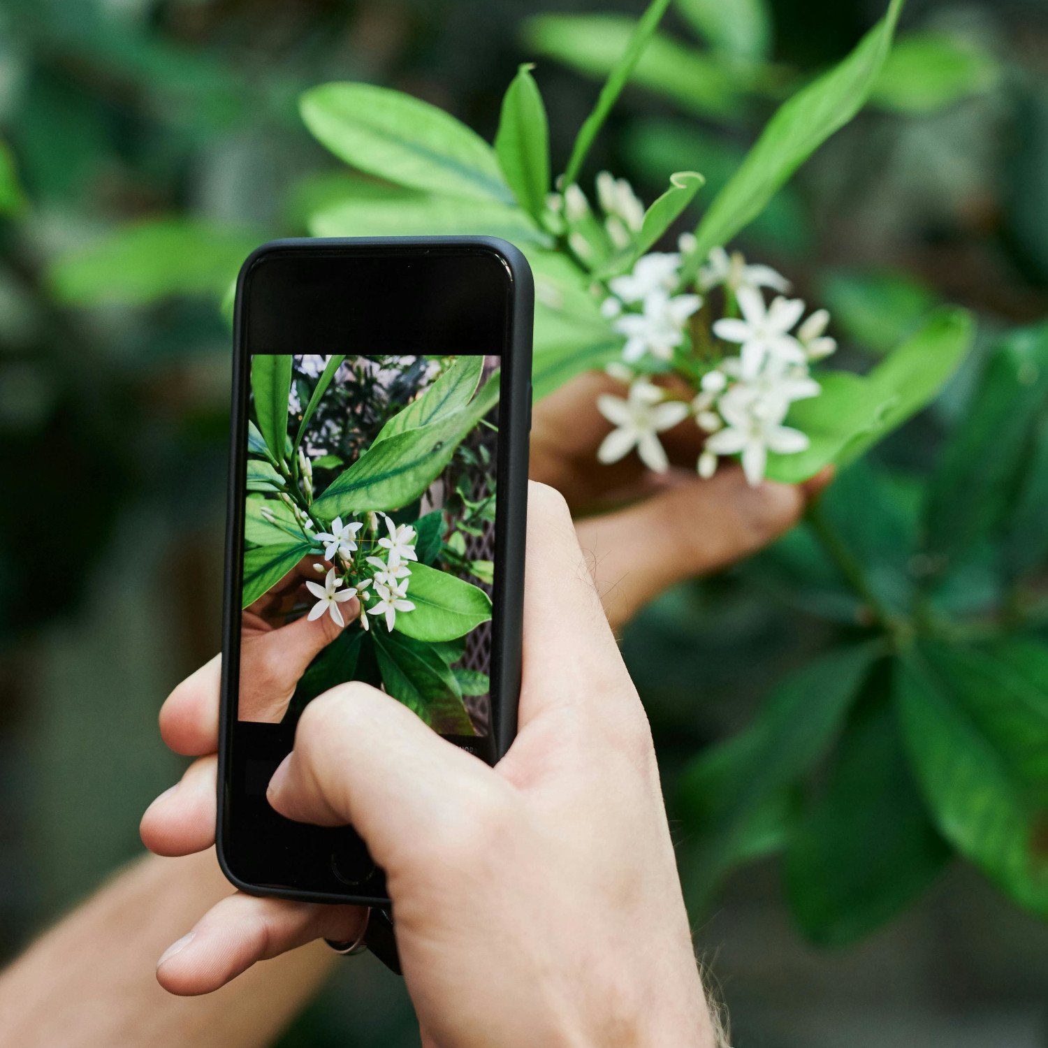 5 Apps para Identificar Plantas Silvestres