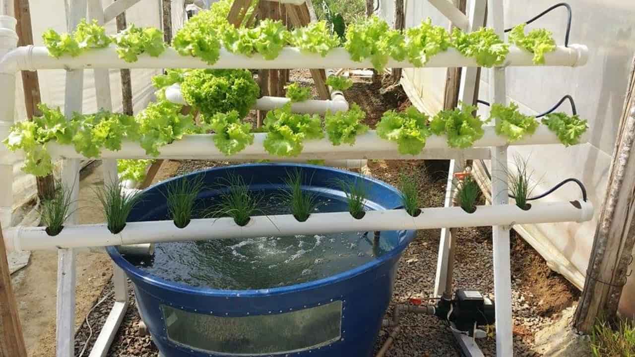 aquaponia em casa