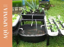 Guia Completo de Peixes para Aquaponia Caseira