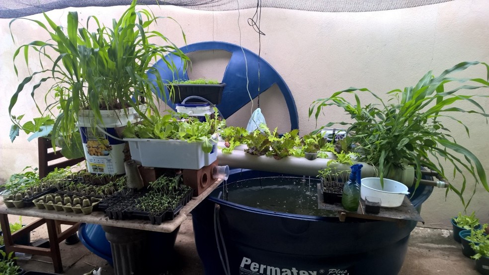 Passo a Passo: Montando seu Kit de Aquaponia DIY