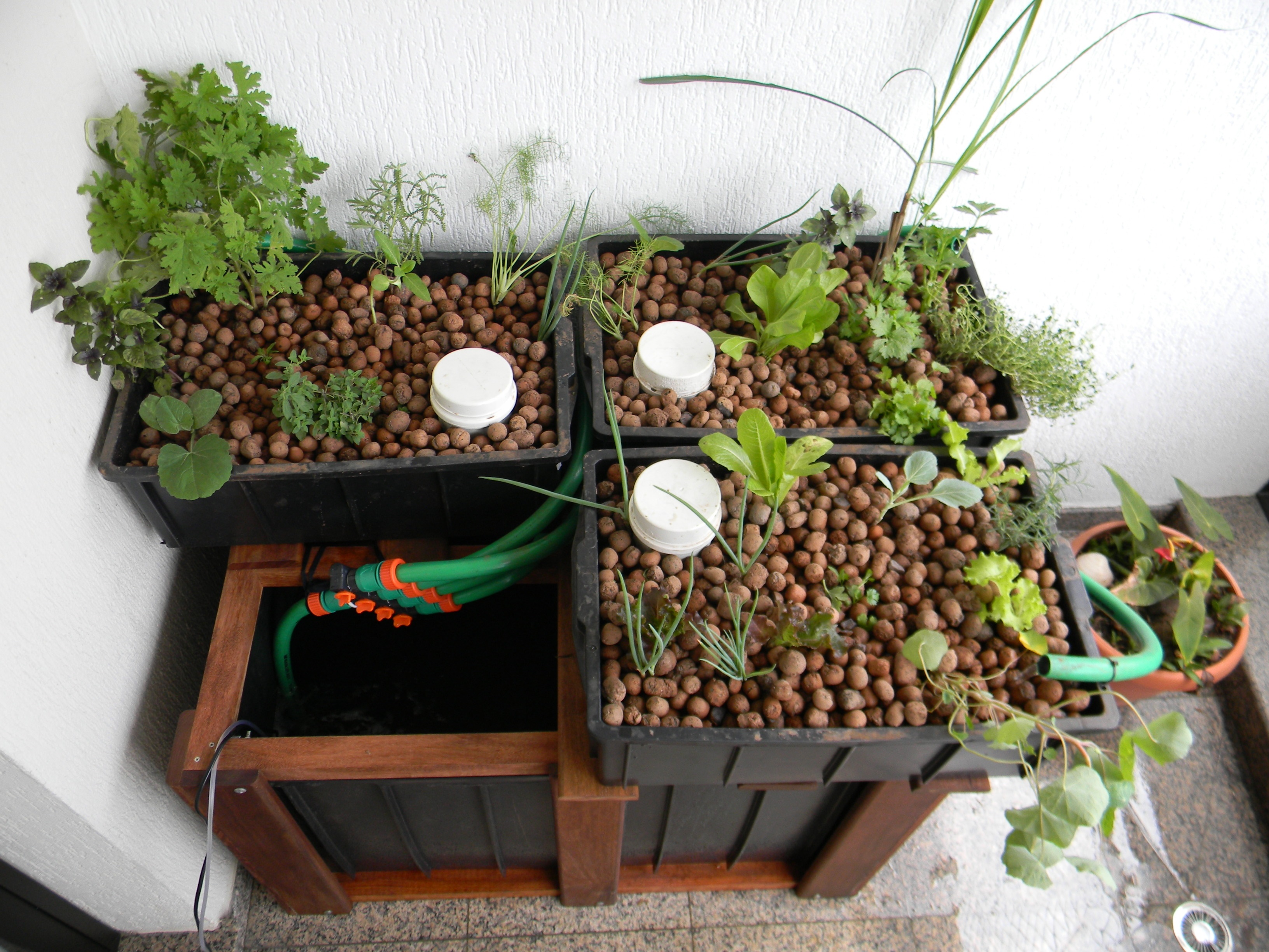 Aquaponia vs. Hidroponia: Qual a Melhor Opção para Você?