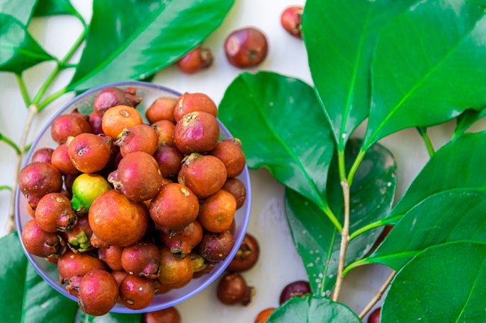 Guia Completo: Como Cultivar Araçá em Casa