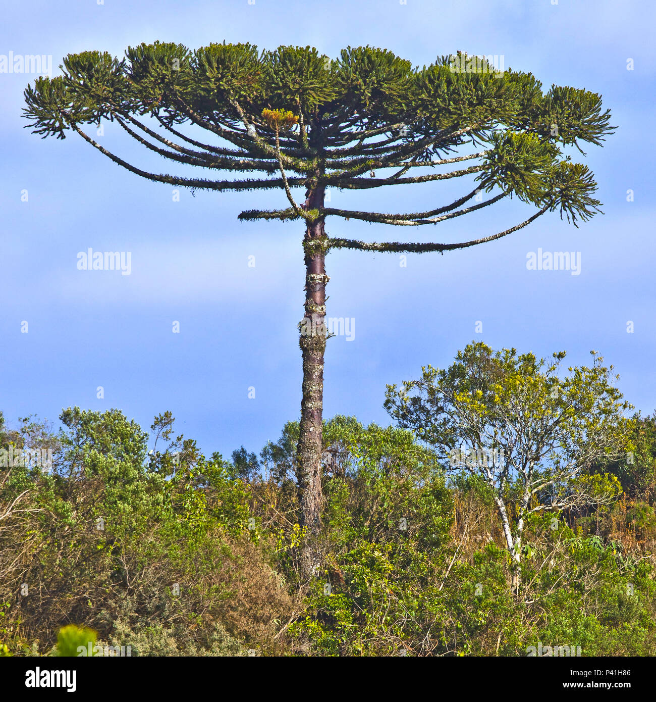 araucaria a arvore do sul do brasil