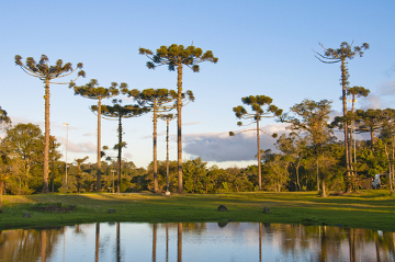 A Gralha-Azul e a Sobrevivência da Araucária