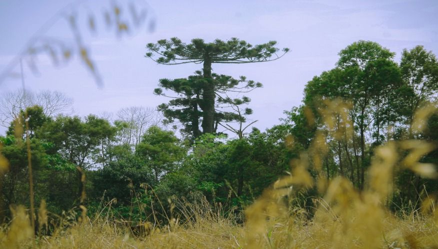 Como identificar uma Araucária