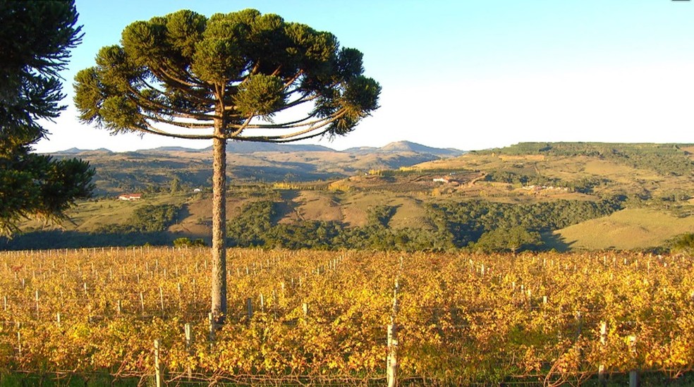 Ameaças à Araucária: Um Alerta para a Conservação