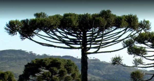 Receitas com Pinhão: Delícias do Sul