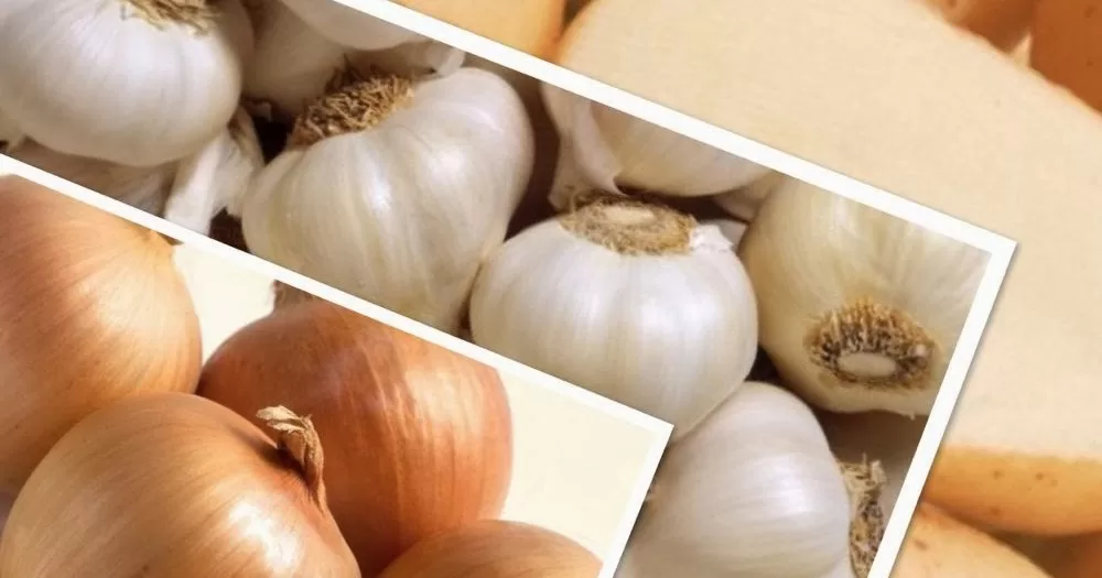 Dicas para evitar que o alho brote