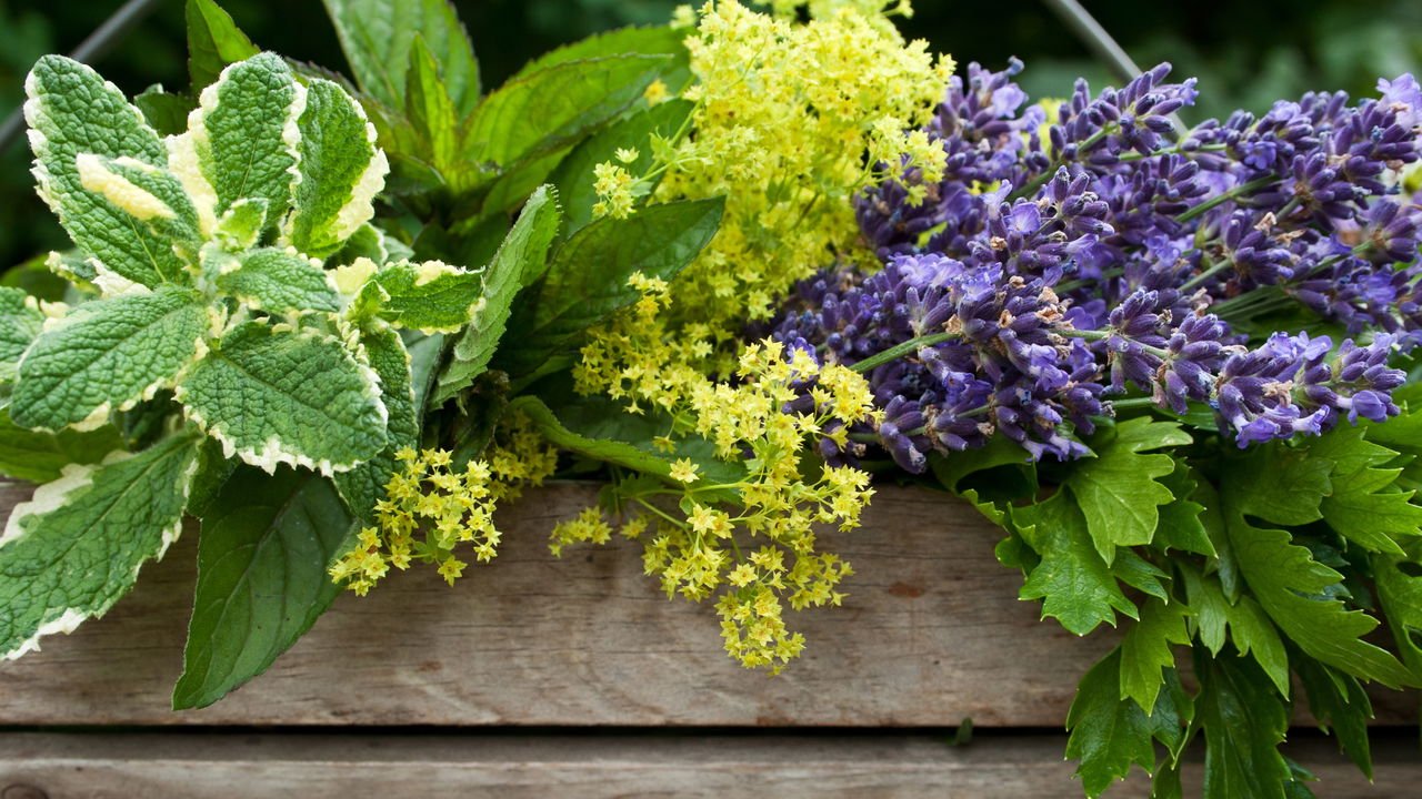 Guia Completo de Inalação a Vapor com Ervas Frescas