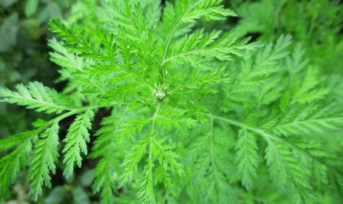 artemisinina para que serve