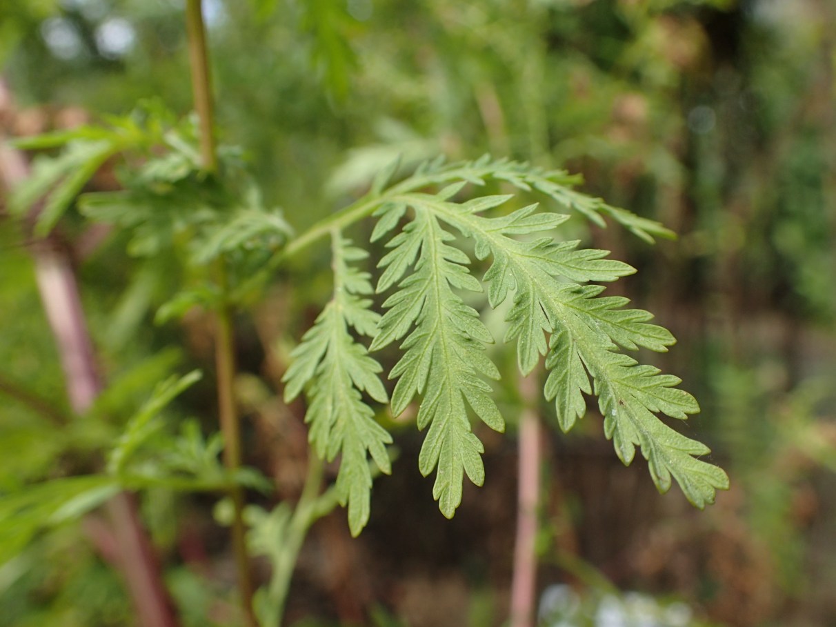 Artemisia annua: Guia Completo de Cultivo e Colheita