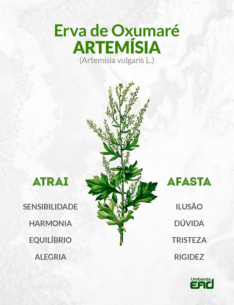 Usos Tradicionais da Artemísia na Medicina Popular