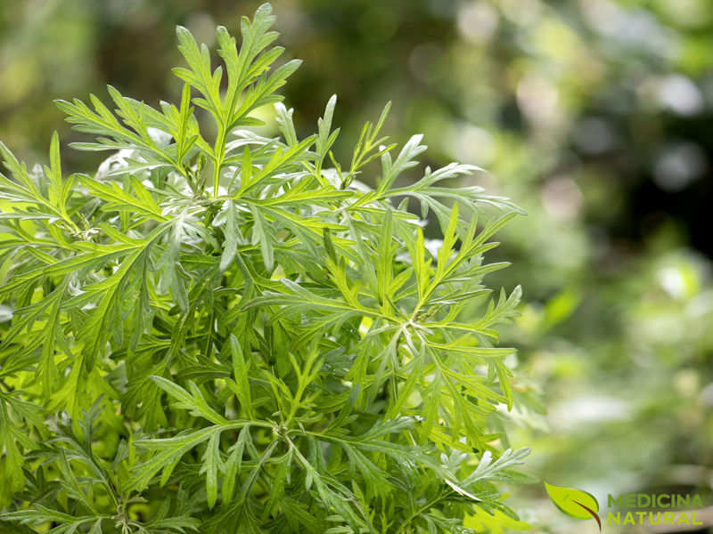 Pesquisas Atuais sobre o Potencial Anticancerígeno da Artemisinina