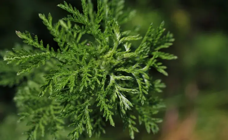 Como a Artemisinina Revolucionou o Tratamento da Malária