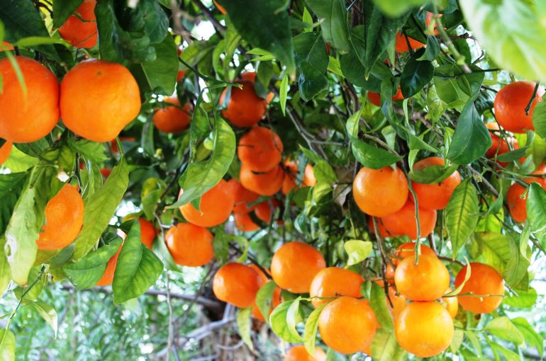 doenças da laranjeira