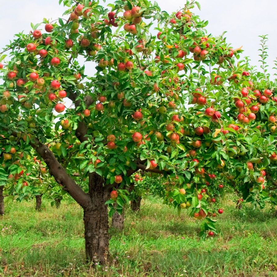frutíferas de rápido crescimento