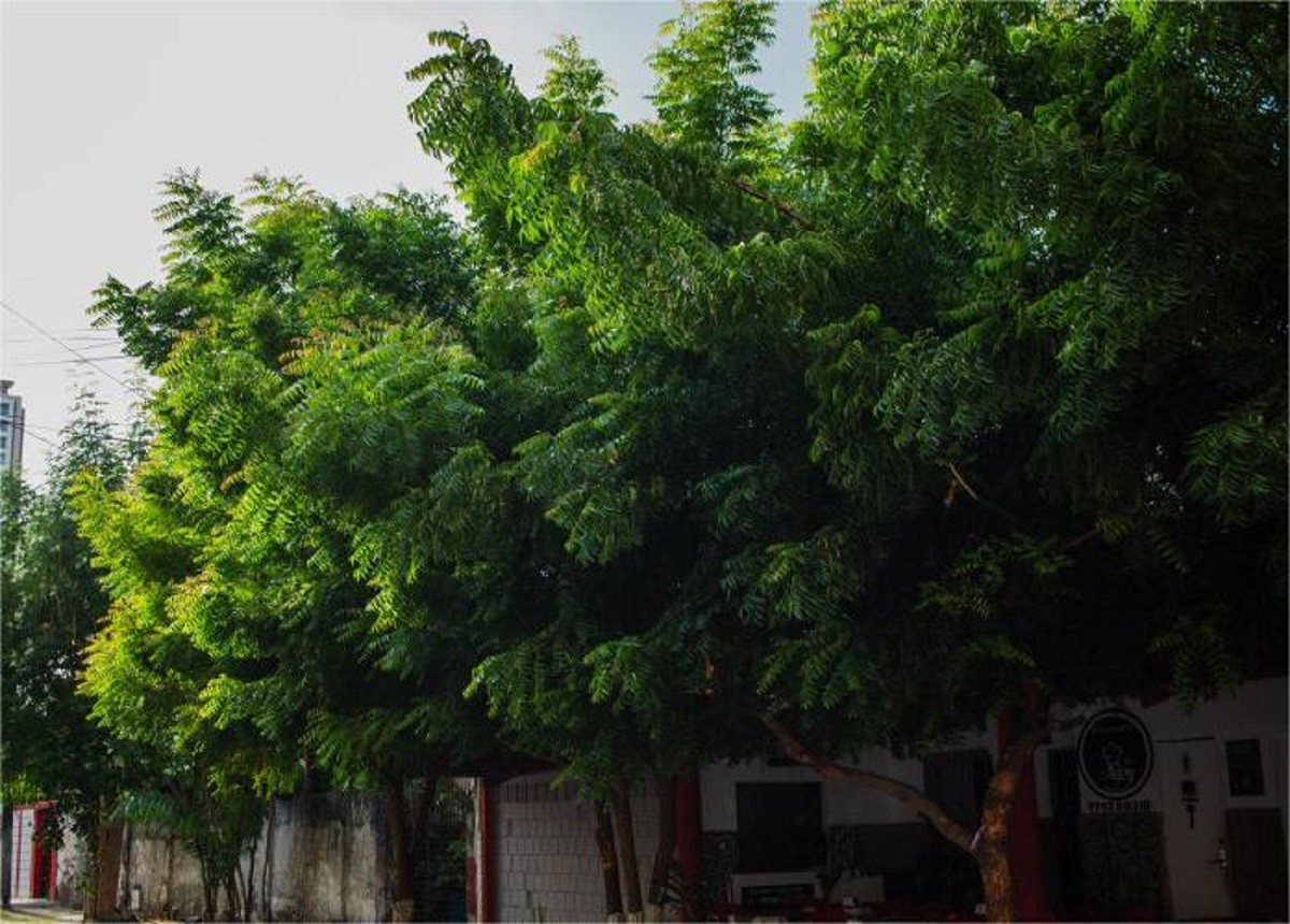 árvore de neem