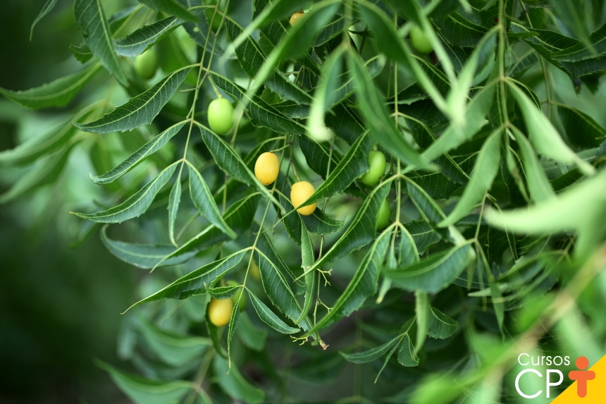 planta neem medicinal