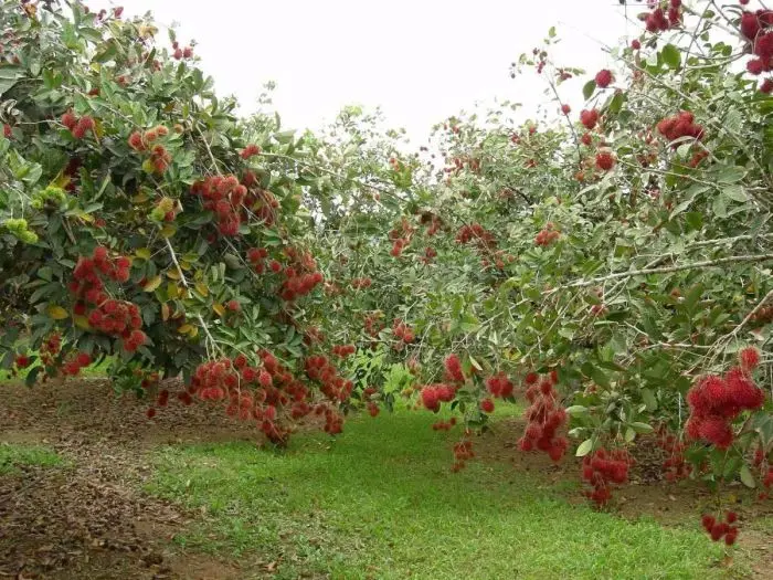 Nephelium lappaceum