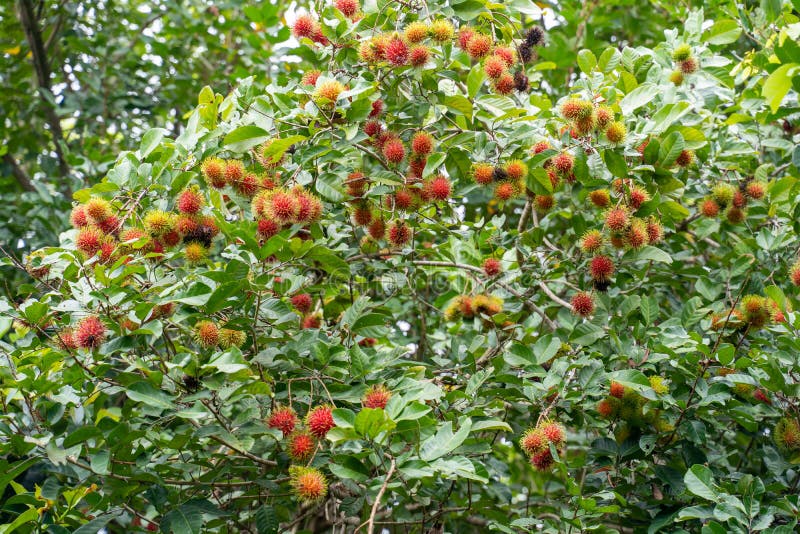 Pé de rambutão