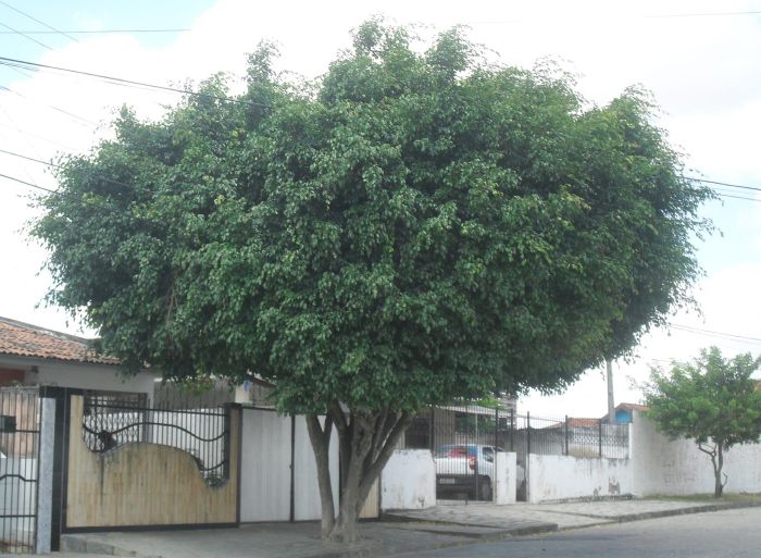 sombreiro do Havaí características