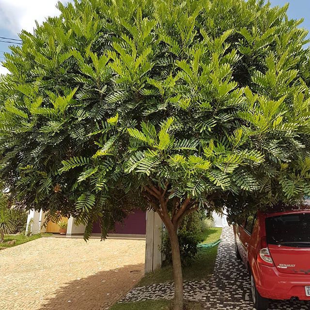 sombreiro canelinha onde comprar