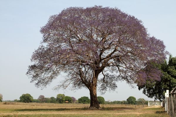 Vitex megapotamica