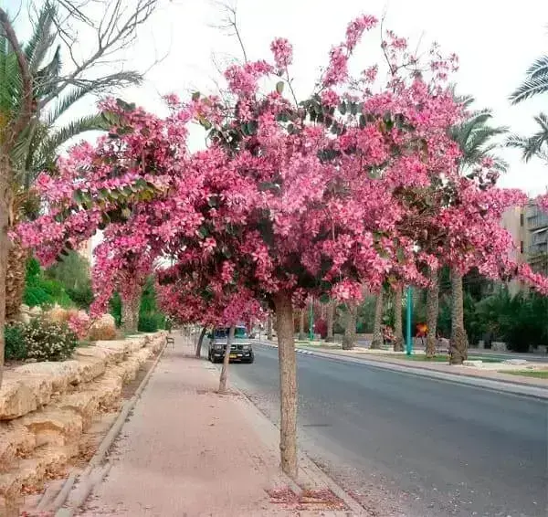 árvores com as flores mais perfumadas do brasil