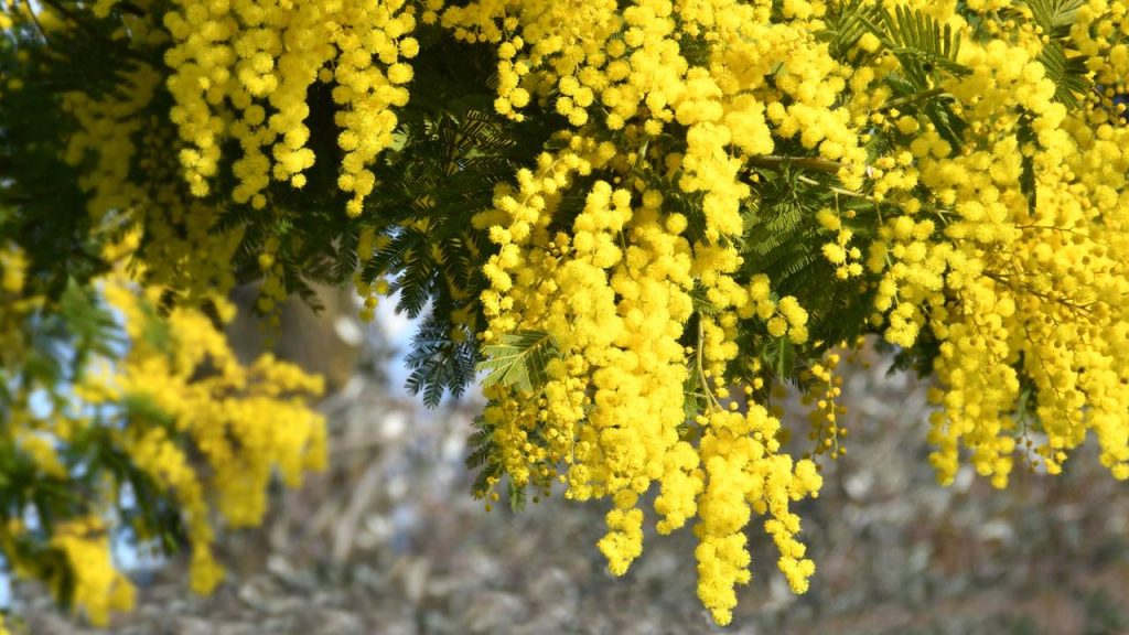 melhores árvores com flores perfumadas para jardim brasileiro