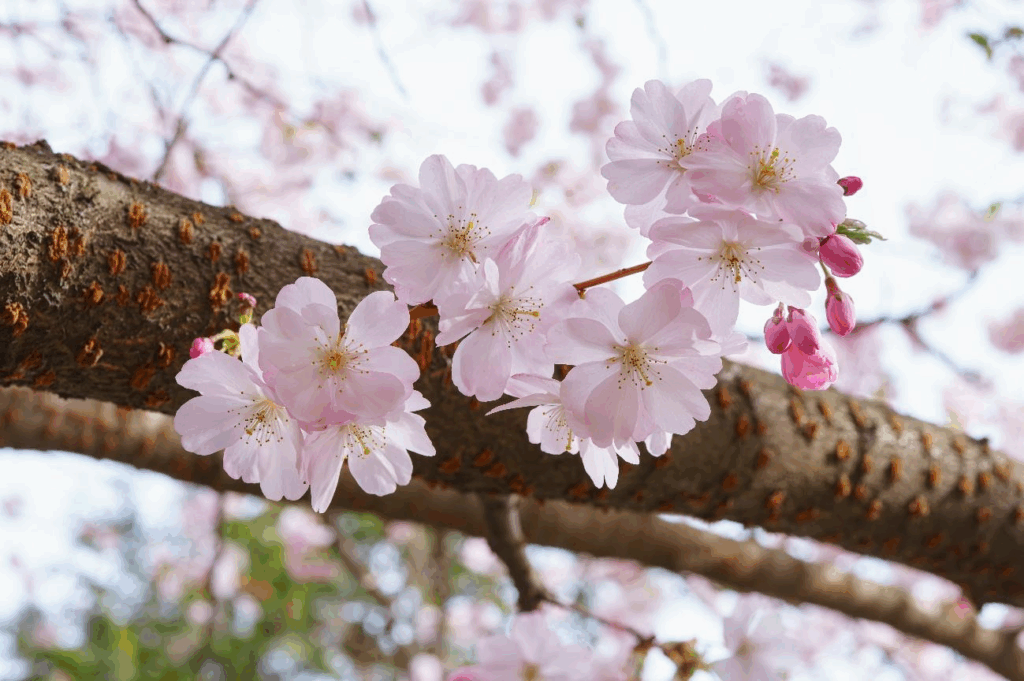melhores árvores com flores perfumadas para jardim brasileiro