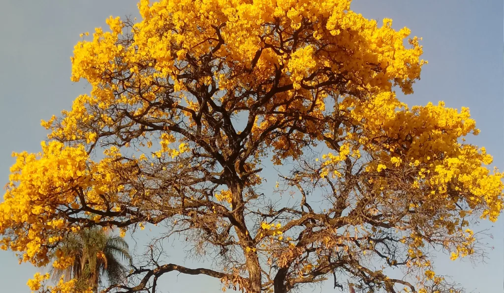 erros comuns ao plantar árvores perfumadas no brasil