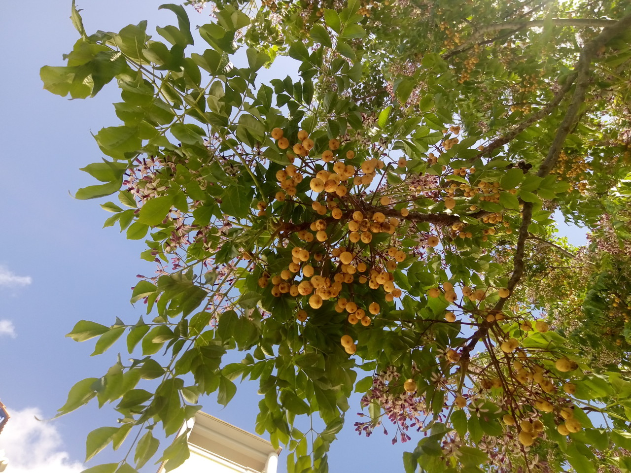 custo médio para comprar muda de árvore perfumada no brasil