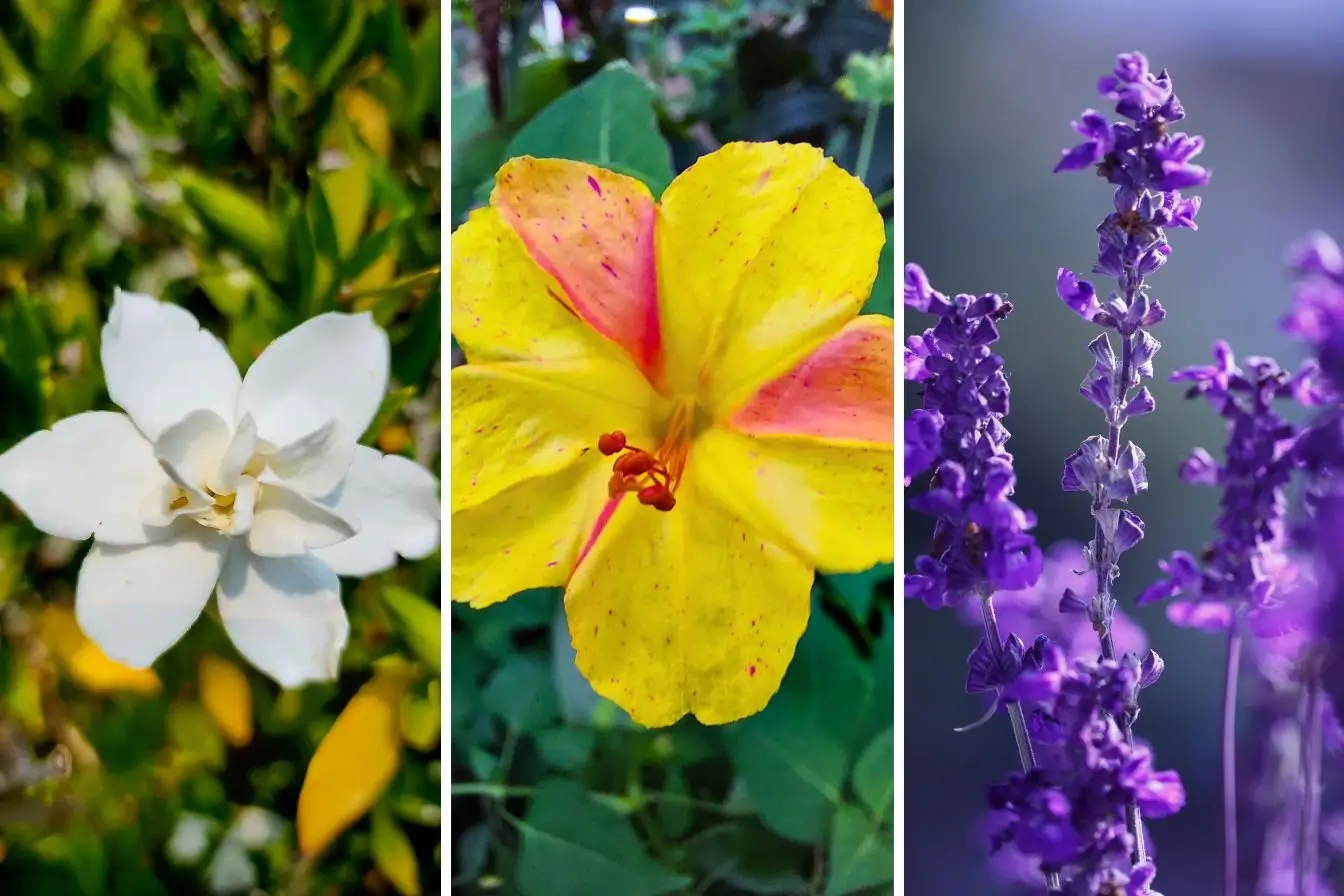 árvores com flores perfumadas que crescem rápido no brasil