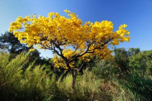 erros comuns ao plantar árvores perfumadas no brasil