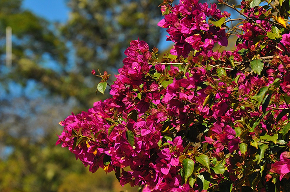 erros comuns ao plantar árvores perfumadas no brasil
