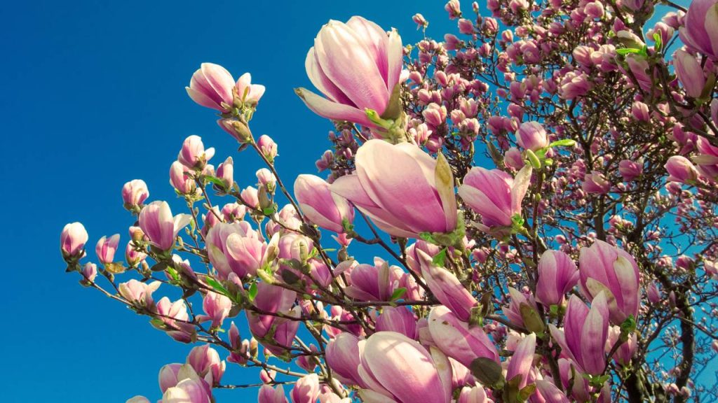 manacá de cheiro vs dama da noite qual o mais perfumado