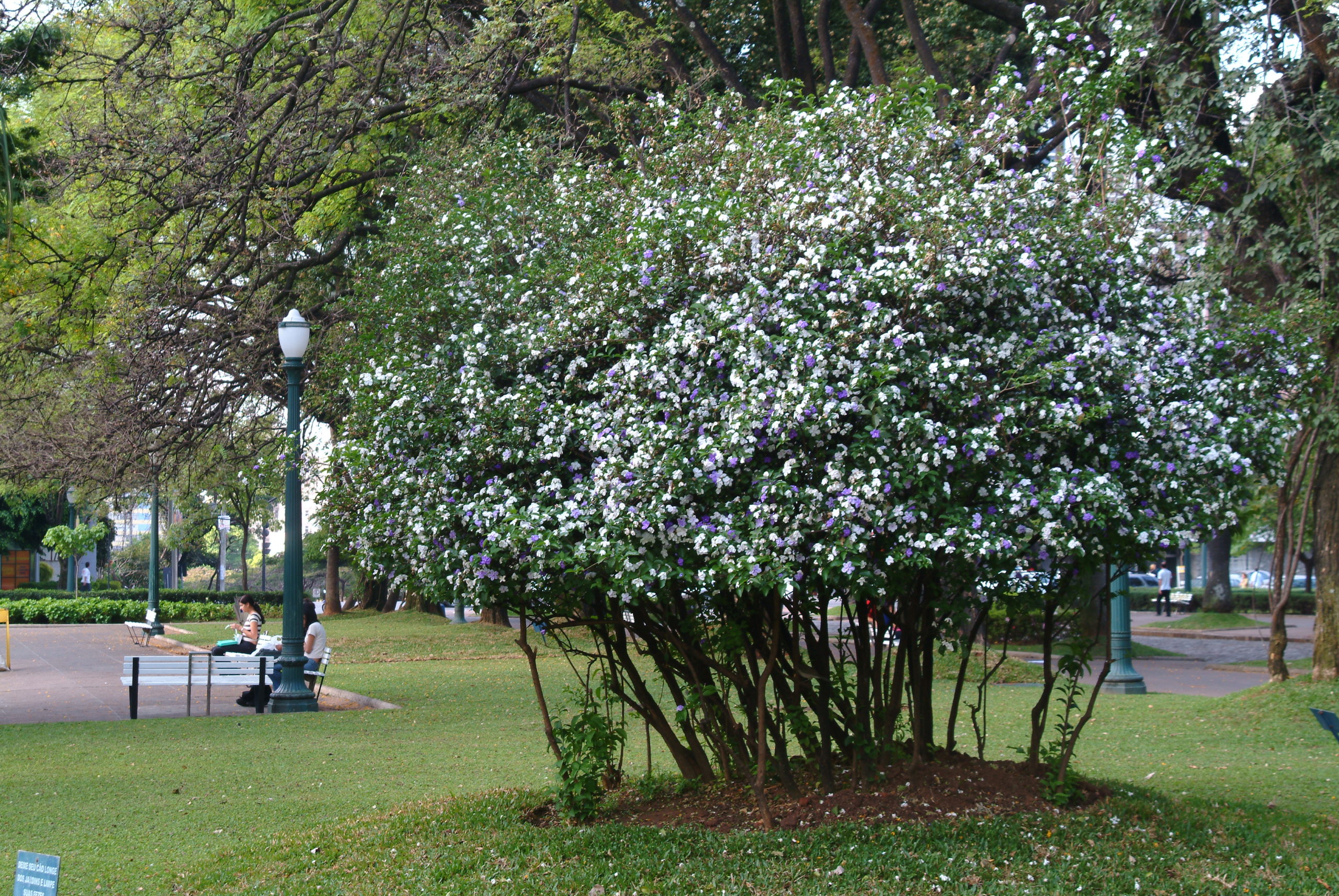 custo médio para comprar muda de árvore perfumada no brasil
