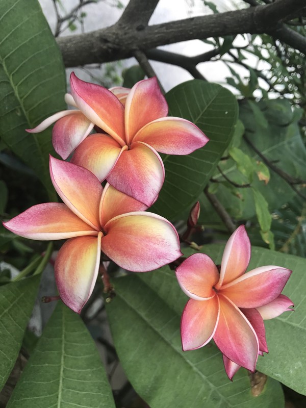 árvores com as flores mais perfumadas do brasil