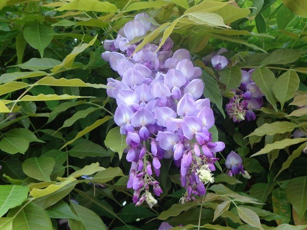 erros comuns ao plantar árvores perfumadas no brasil