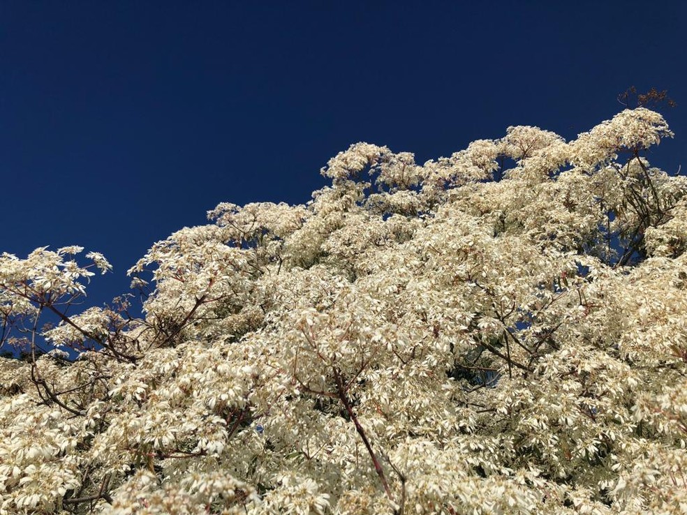 Manacá-da-serra: a árvore que muda de cor e embeleza seu jardim