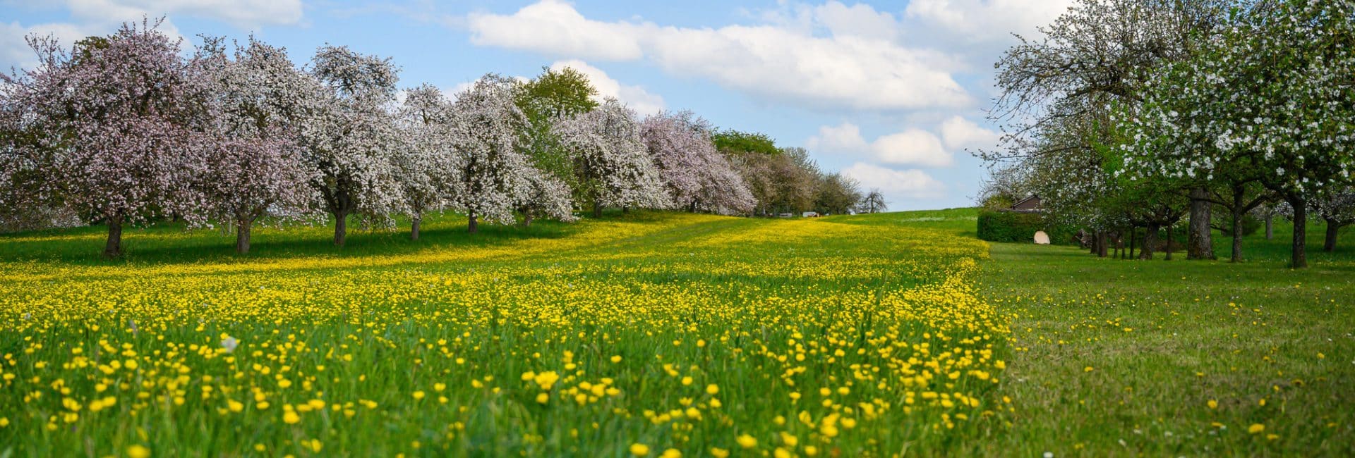 Guia completo de Ipês-brancos: cultivo e cuidados